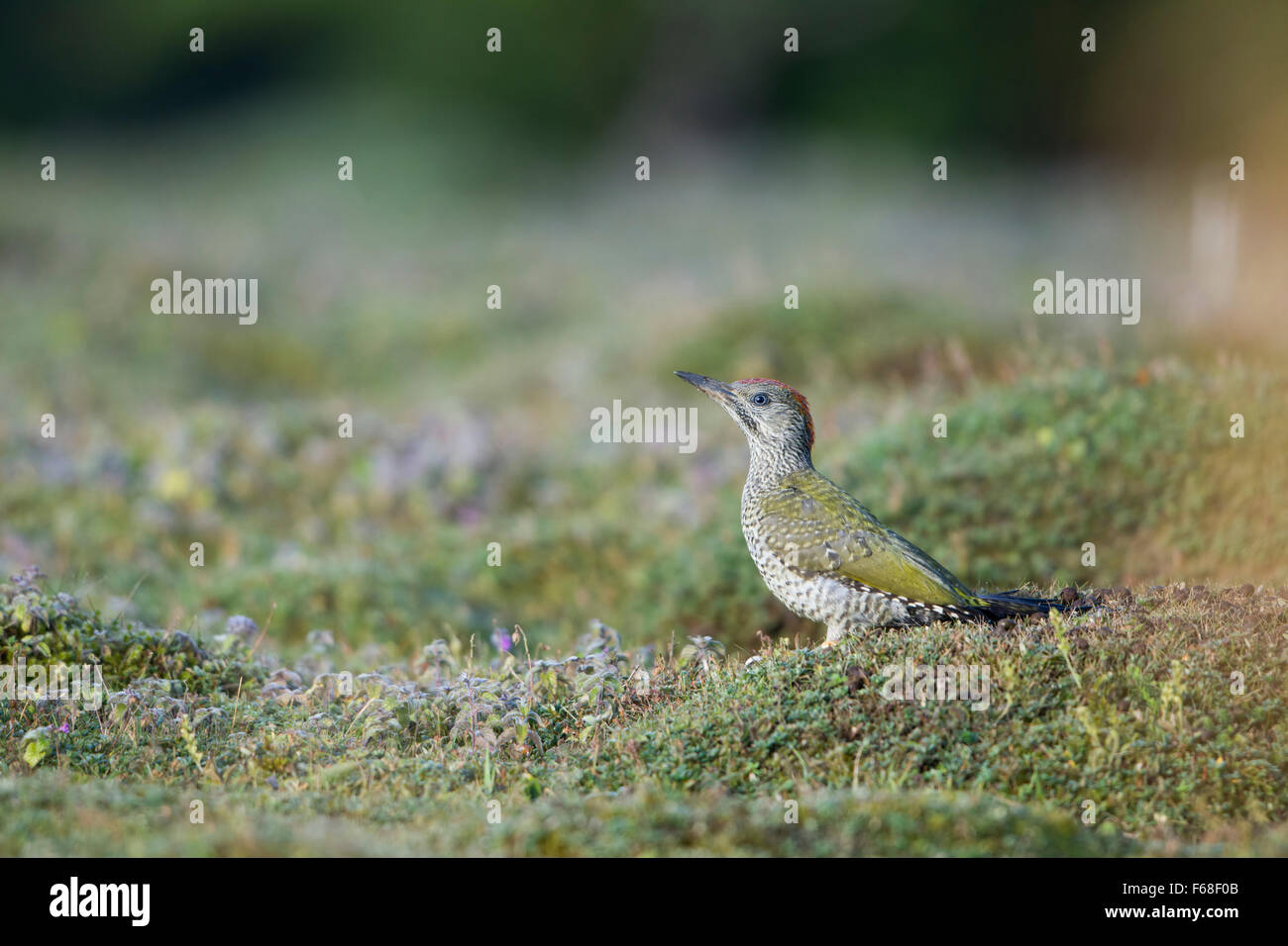 Eine juvenile Grünspecht Nahrungssuche auf moosigen Boden, gemeinsamen Weihnachten, Oxfordshire, Vereinigtes Königreich Stockfoto