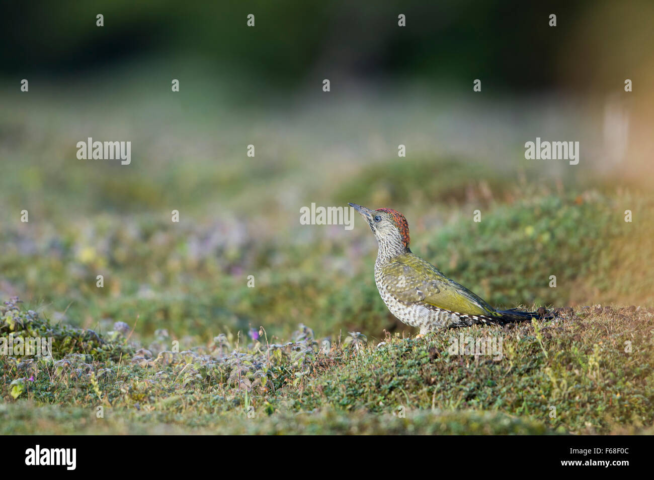 Eine juvenile Grünspecht Nahrungssuche auf moosigen Boden, gemeinsamen Weihnachten, Oxfordshire, Vereinigtes Königreich Stockfoto