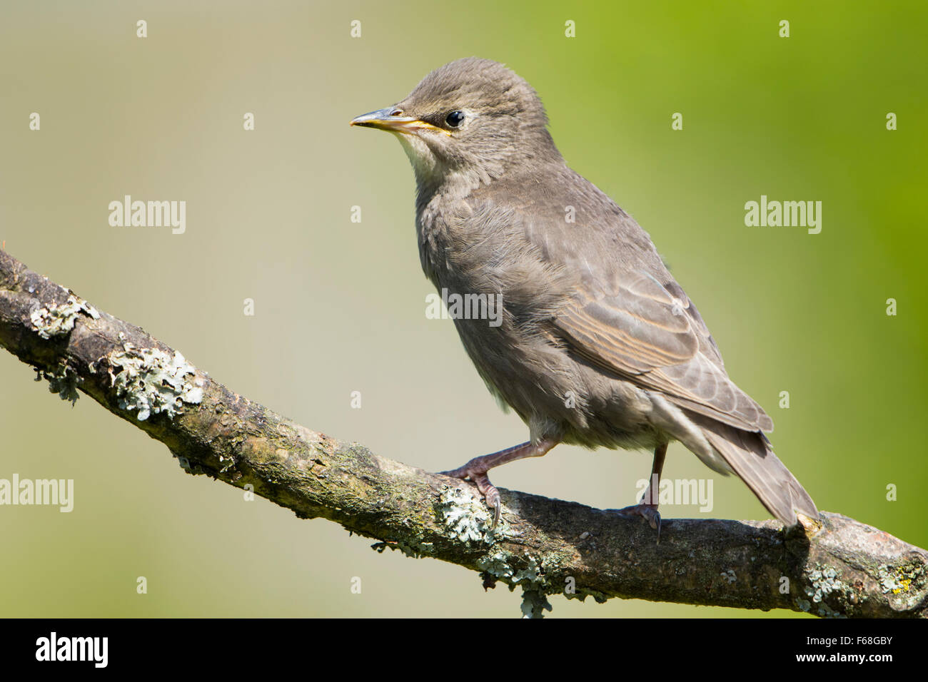 Ein Jugendlicher Starling (Sternus Vulgaris) thront auf einem diffusen Hintergrund Stockfoto