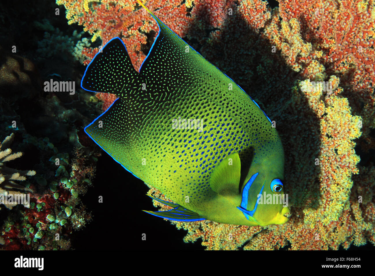 Koran Kaiserfisch (Pomacanthus Semicirculatus, aka Halbrund Angelfish). Nusa Penida, Bali, Indonesien Stockfoto