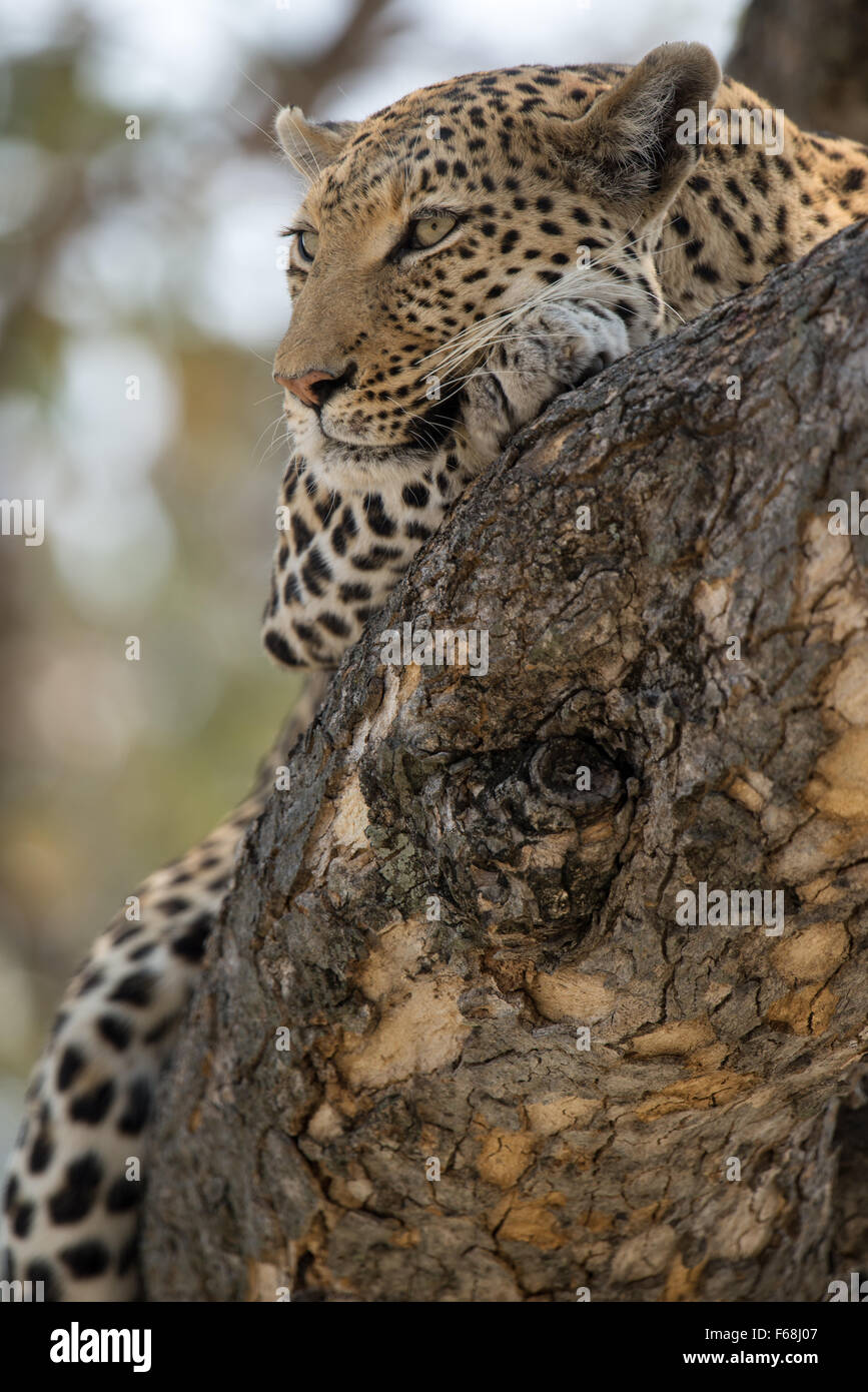 Schöne weibliche Leopard (panthera pardus) ruhen in Baum im Sonnenlicht am Nachmittag im Moremi National Park (khwai), Botswana Stockfoto