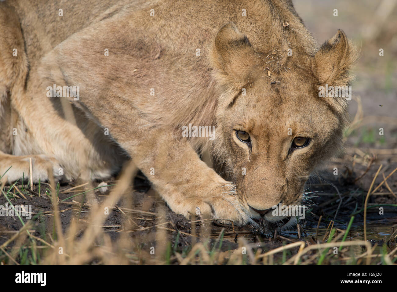 Trinken (junge) männliche Löwe (Panthera leo) im Moremi NP (khwai), Botswana Stockfoto