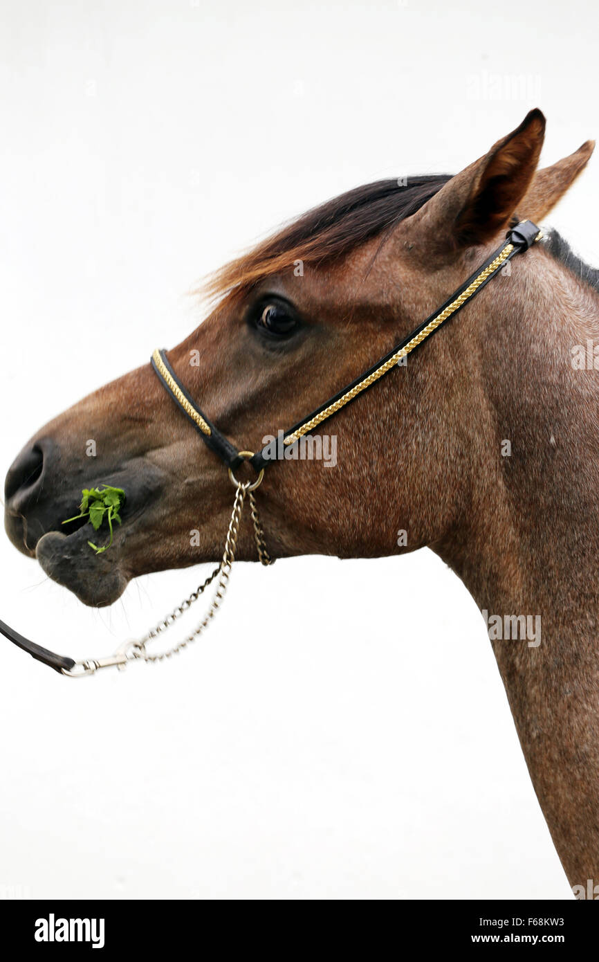 Schönes Porträt eines reinrassigen arabischen Pferdes Stockfoto