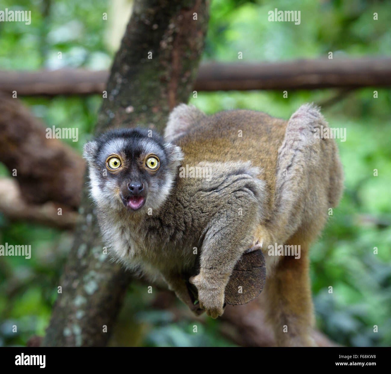 Lemur mit offenem Mund etwas mit extremen Überraschung anzusehen Stockfoto