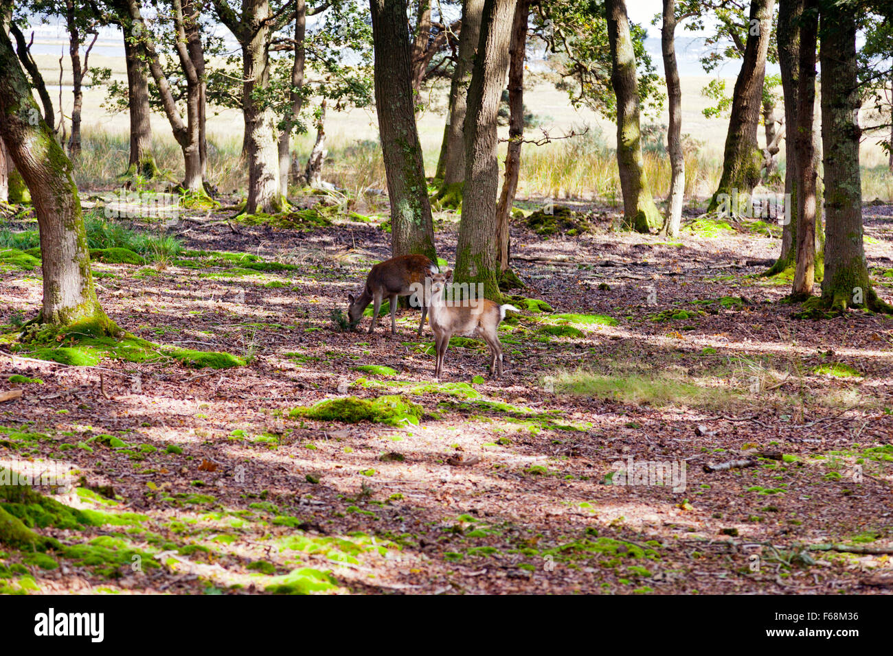 Weibliche Sika Hirsch und Reh im Wald bei der RSPB Arne reservieren im Hafen von Poole, Dorset, England. Stockfoto