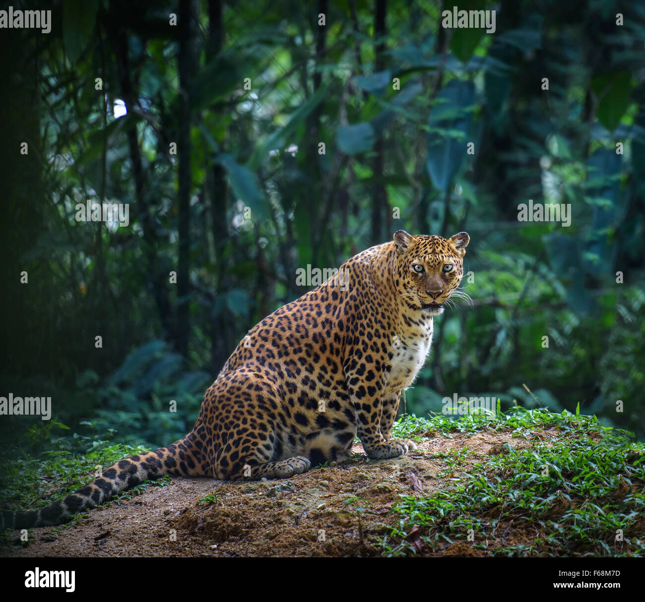 Schwanger Jaguar weiblich sieht Kamera mit Wald im Hintergrund Stockfoto