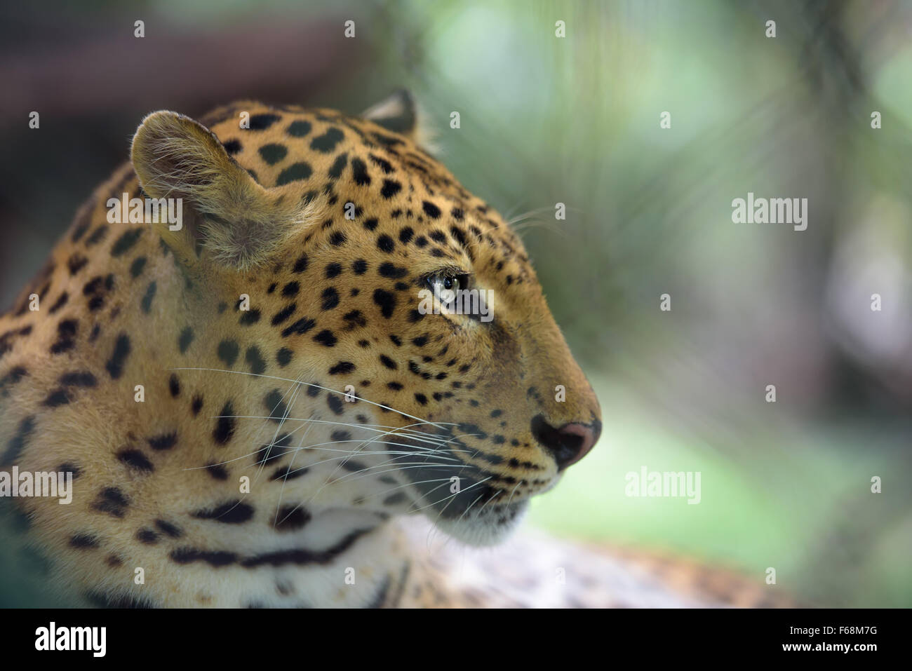 Closeup halbe Gesicht Porträt von Jaguar, geringe Schärfentiefe Stockfoto