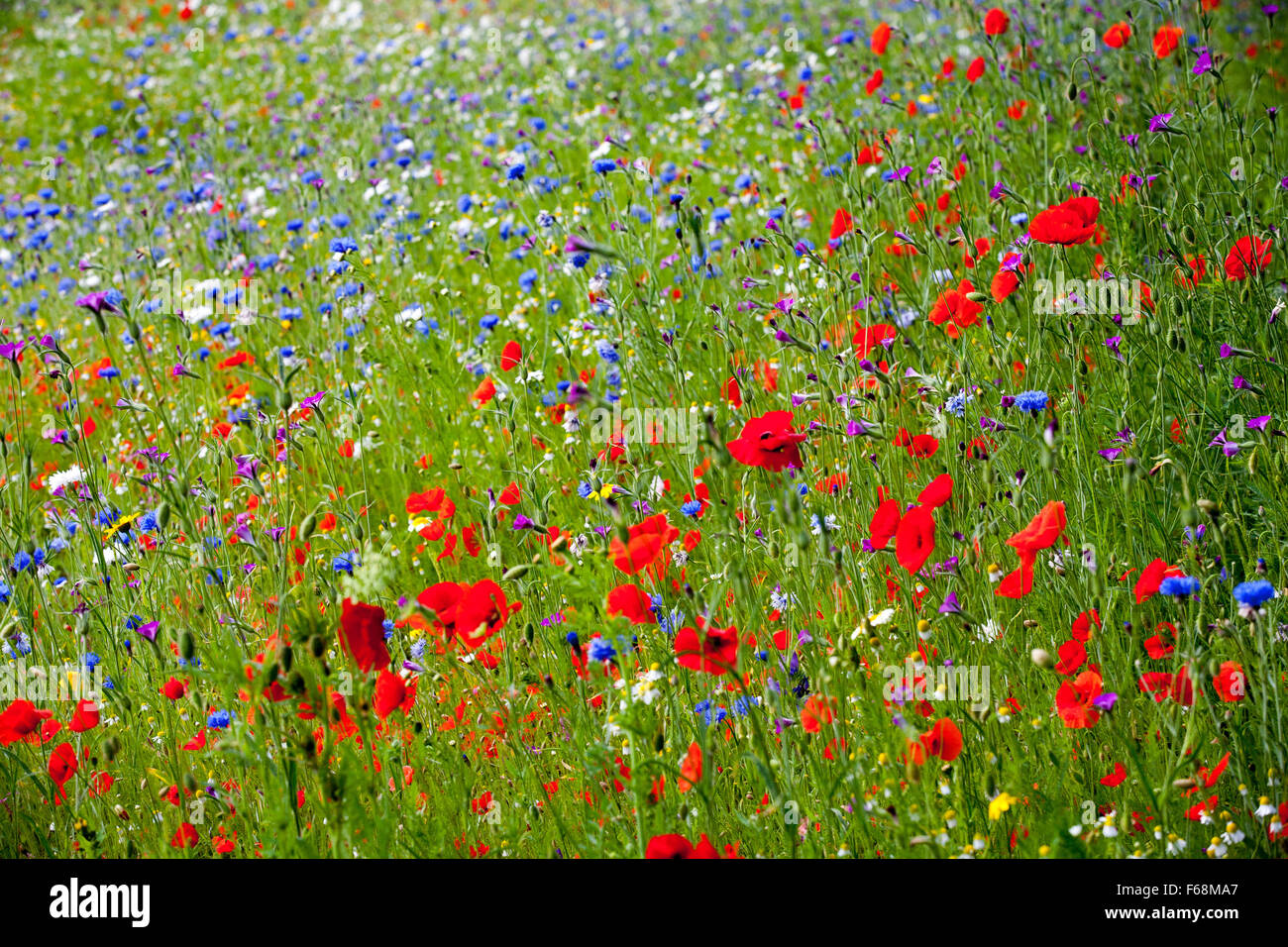 Wildflower mix, strassenrand Einpflanzen, Monmouthshire. Wales Stockfoto