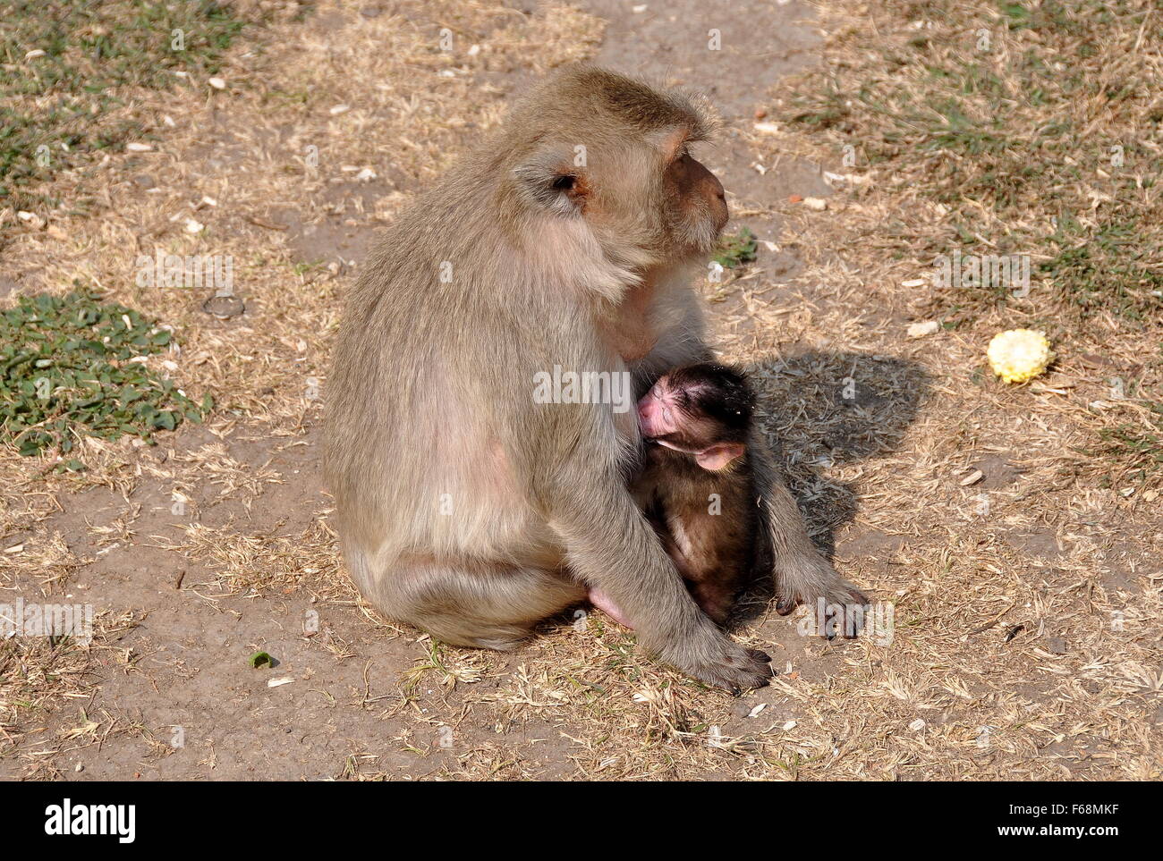 Lopburi, Thailand: Mutter Affe Krankenschwestern Baby auf dem Rasen im Wat Phra Prang Sam Yot Stockfoto