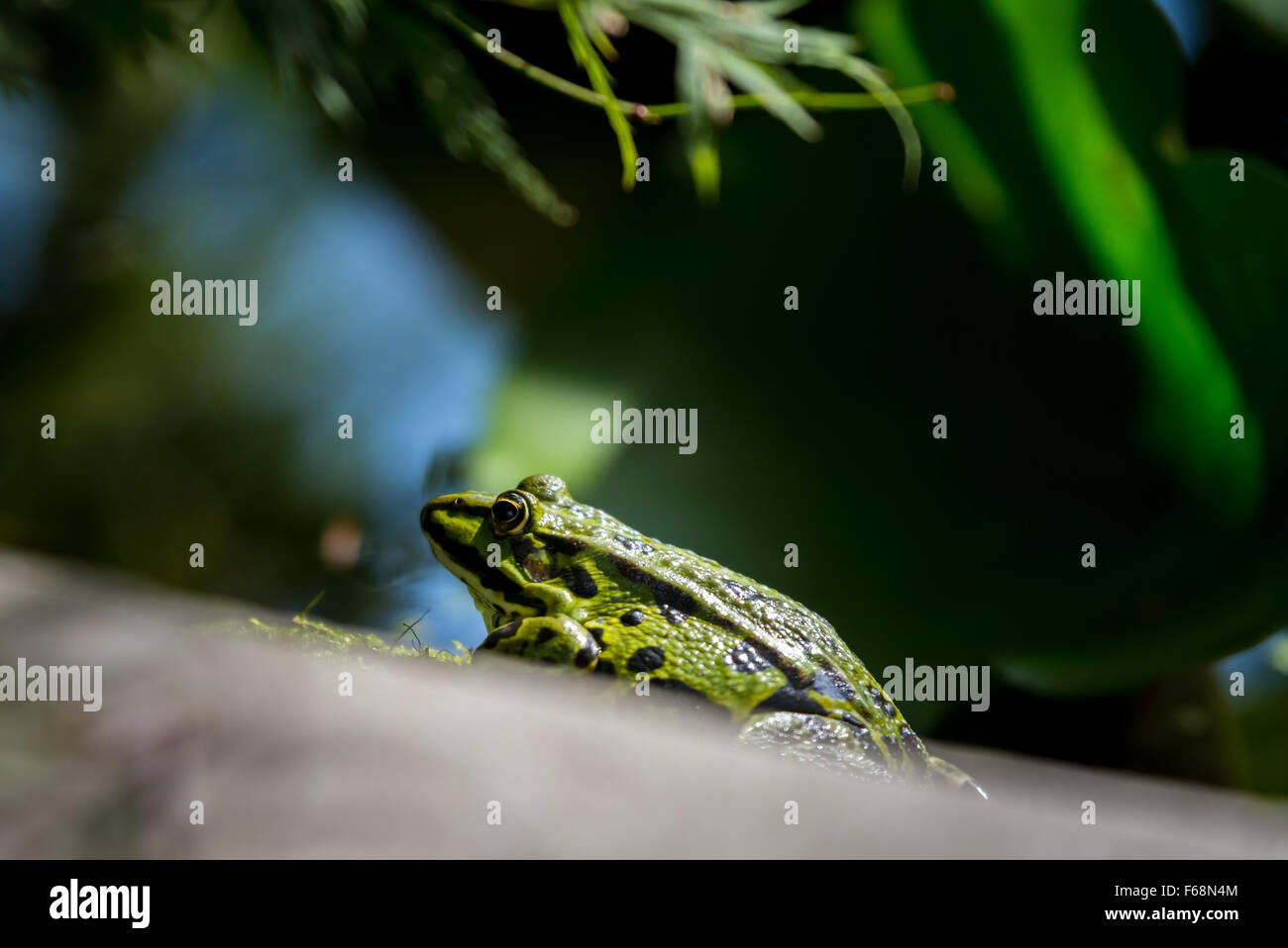 Grüner Frosch im Teich Stockfoto