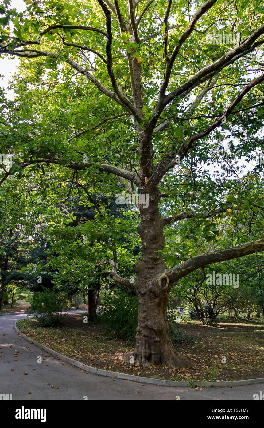 Grüner Baum Bergahorn (Acer Pseudoplatanus) im Park mit frischen Wald und Weg, Sofia, Bulgarien Stockfoto