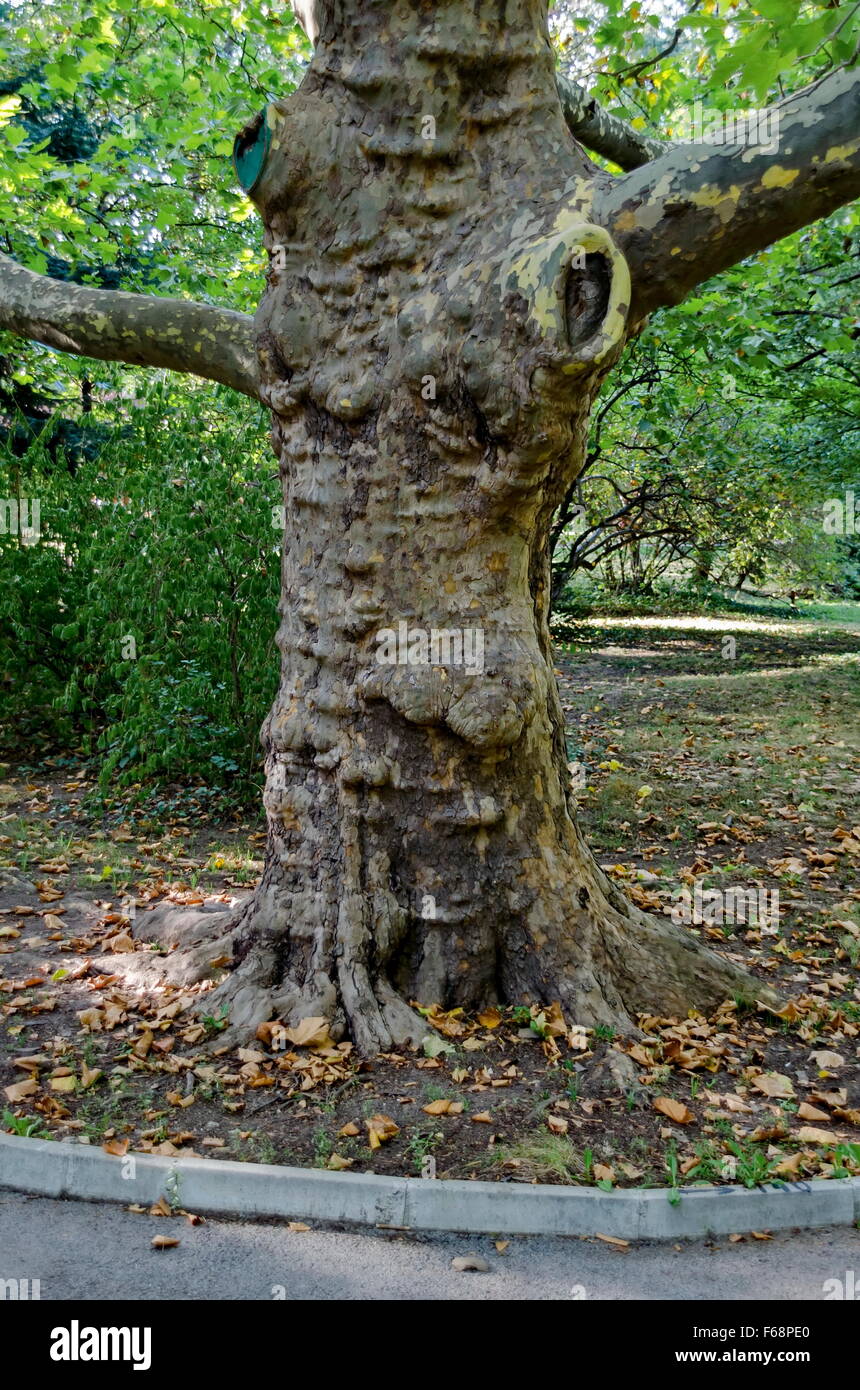 Grüner Baum Bergahorn (Acer Pseudoplatanus) im Park mit frischen Wald und Weg, Sofia, Bulgarien Stockfoto