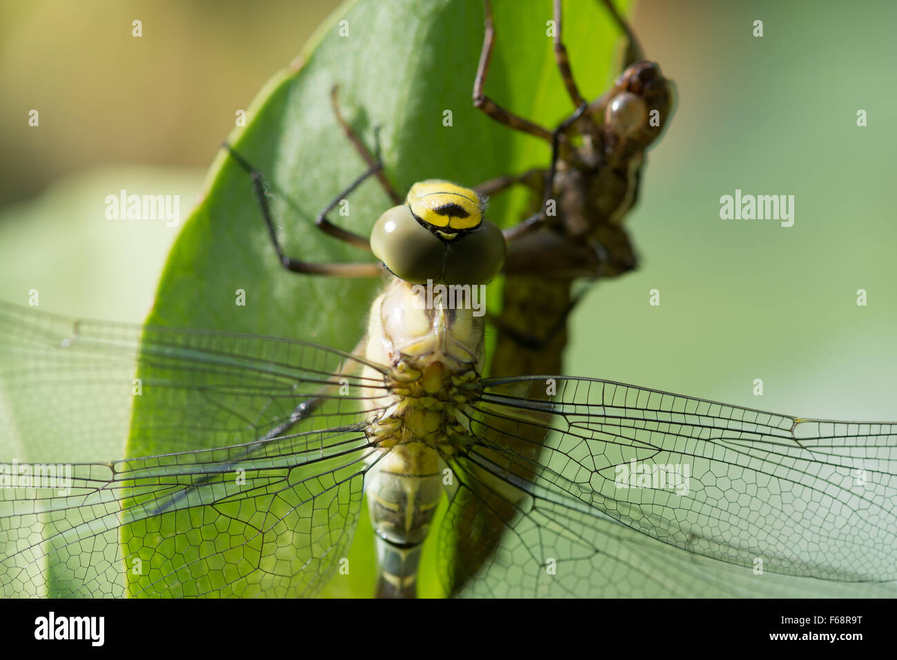 Vor kurzem tauchte Southern Hawker Libelle Festhalten an Moor-Bohne Blatt neben der leeren Larve Fall Stockfoto