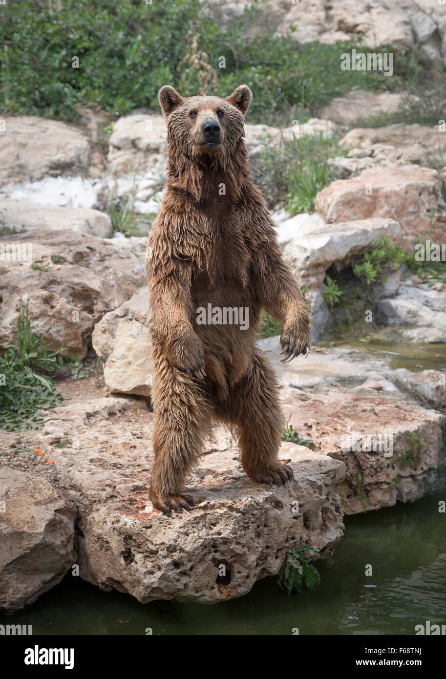 Syrische Braunbär stehend an den hinteren Füßen Stockfoto