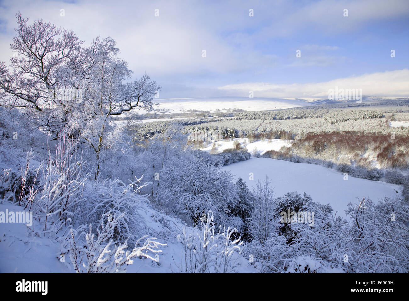 Cropton Wald im Winter von cropton Banken North York Moors National Park North Yorkshire England Großbritannien Stockfoto