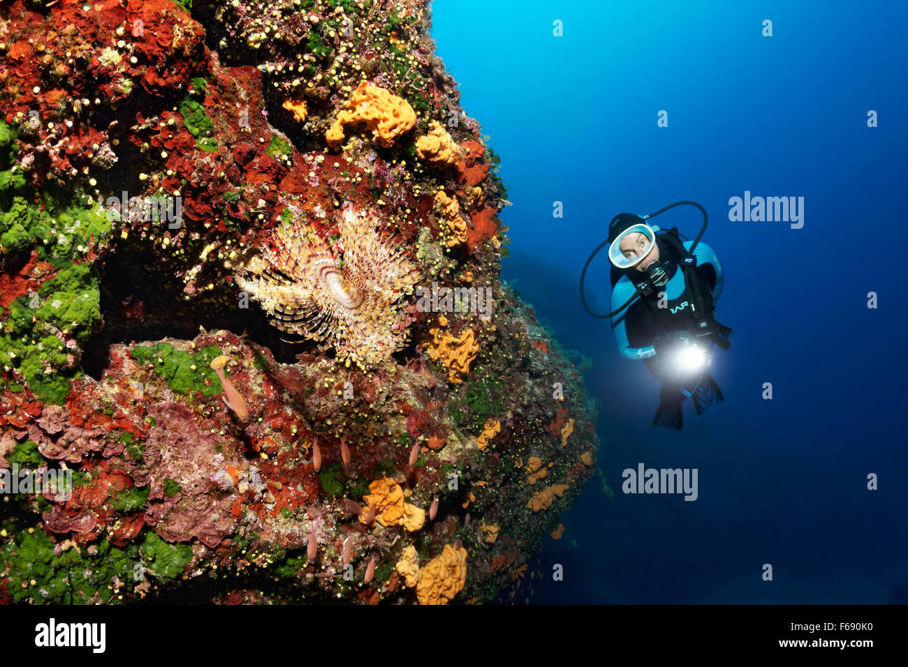 Taucher mit Lampe, Steilwand mit Bleistift Würmer (Sabella Spallanzani) auf Schwämmen (Polifera) und Sonnenuntergang Tasse Korallen wachsen Stockfoto