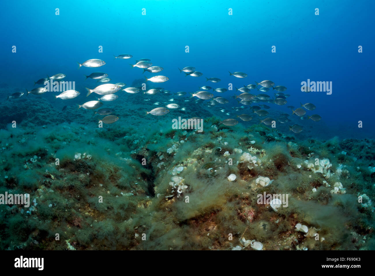 Goldstriemen (Sarpa Salpa), Untiefe schwimmen über Riff, Insel Korfu, Ionische Inseln, Mittelmeer, Griechenland Stockfoto
