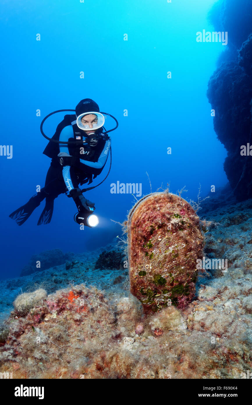 Taucher mit Lampe Beobachtung noble Pen Shell oder Ventilator Muschel (Pinna Nobilis), Korfu, Ionische Inseln, Mittelmeer, Griechenland Stockfoto