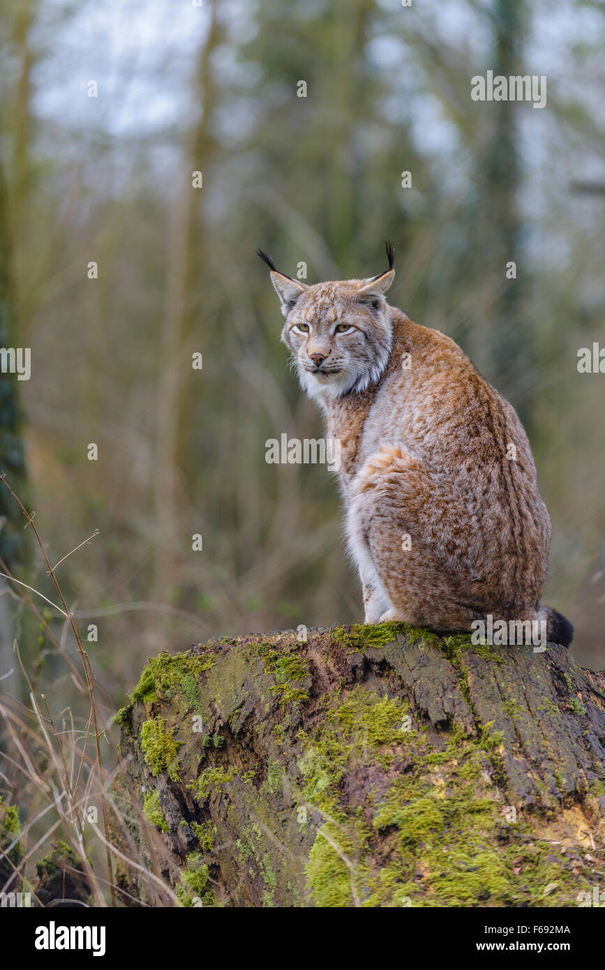Eurasischer Luchs, Lynx Lynx, eurasische Luchse Stockfoto