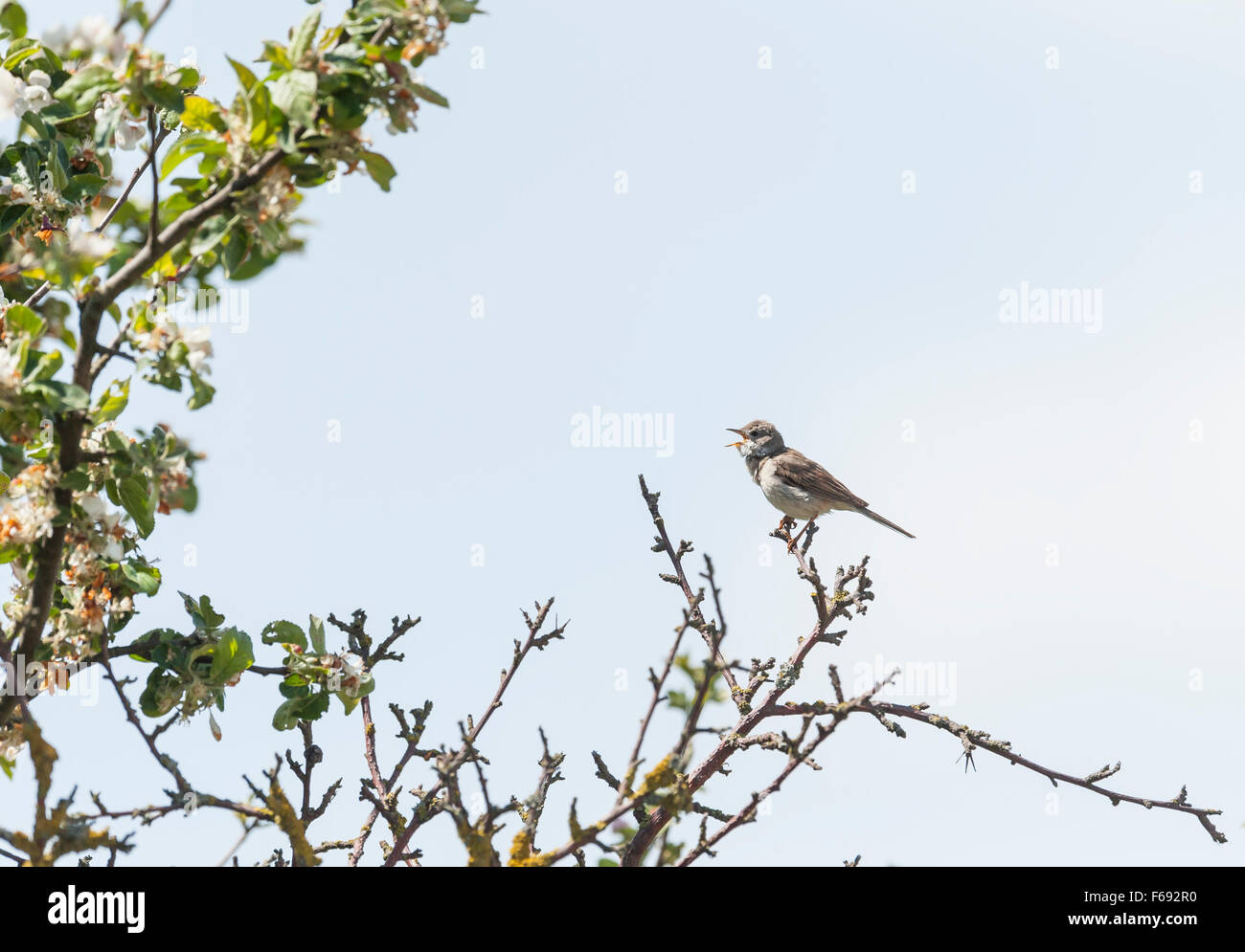 Gemeinsame whitethroat Stockfoto
