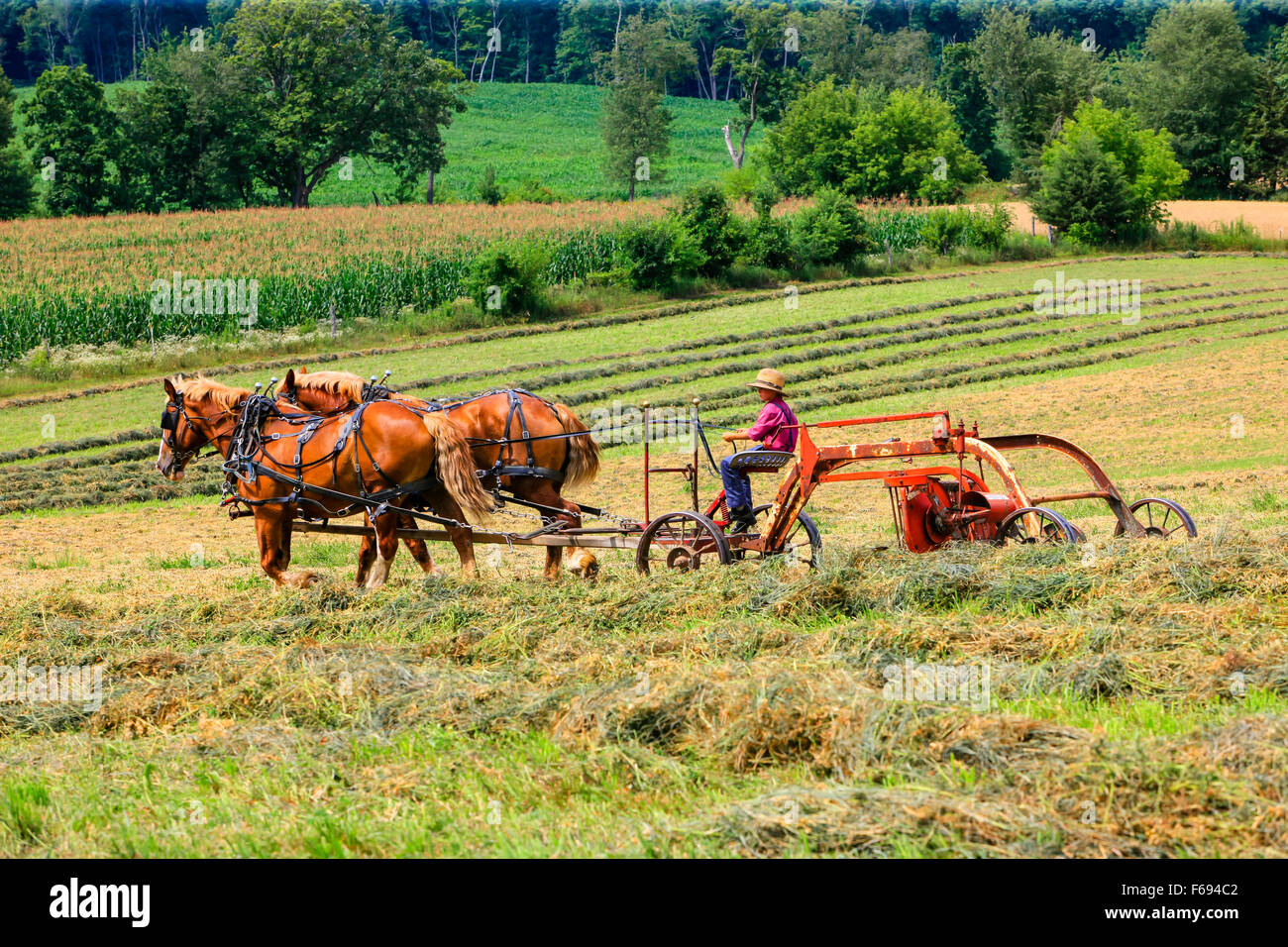 Junge Amish junge eine Pferdekutsche Landwirtschaft Maschine in den Bereichen von Wisconsin Stockfoto