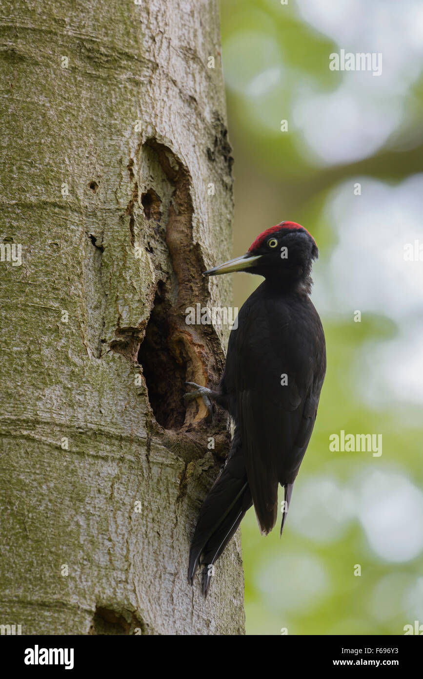 Schwarzspecht Dryocopus Martius, Schwarzspecht Stockfoto