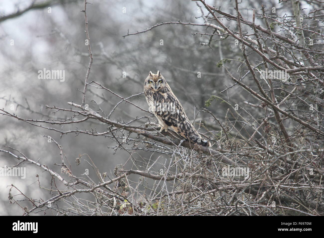 Sumpfohreule (Asio Flammeus) thront in Hawthorn, The Ridgeway, Berkshire Stockfoto