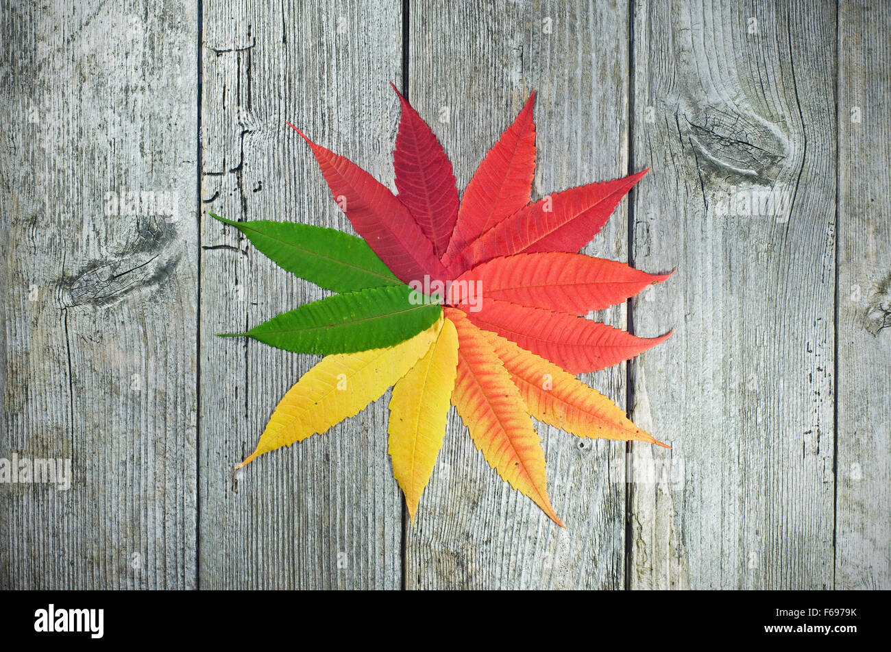 Buntes Herbstlaub auf Holztisch, geformt wie ein Stern Stockfoto