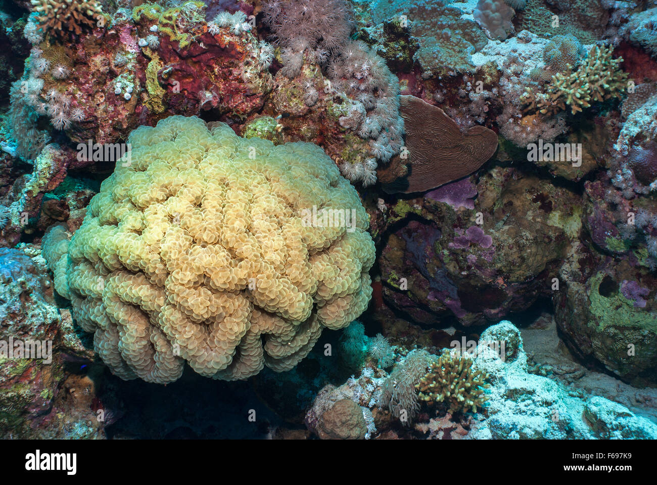 Blase-Koralle, Plerogyra Sinuosa, Caryophylliidae, Sharm el Sheikh, Rotes Meer, Ägypten Stockfoto