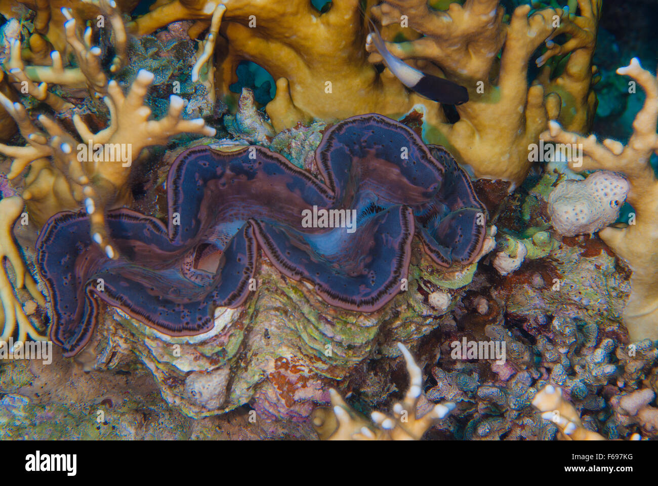 Tridacna Maxima, große Riesenmuschel, Seepocken, Mollusken, Scharm el-Scheich, Ägypten Stockfoto