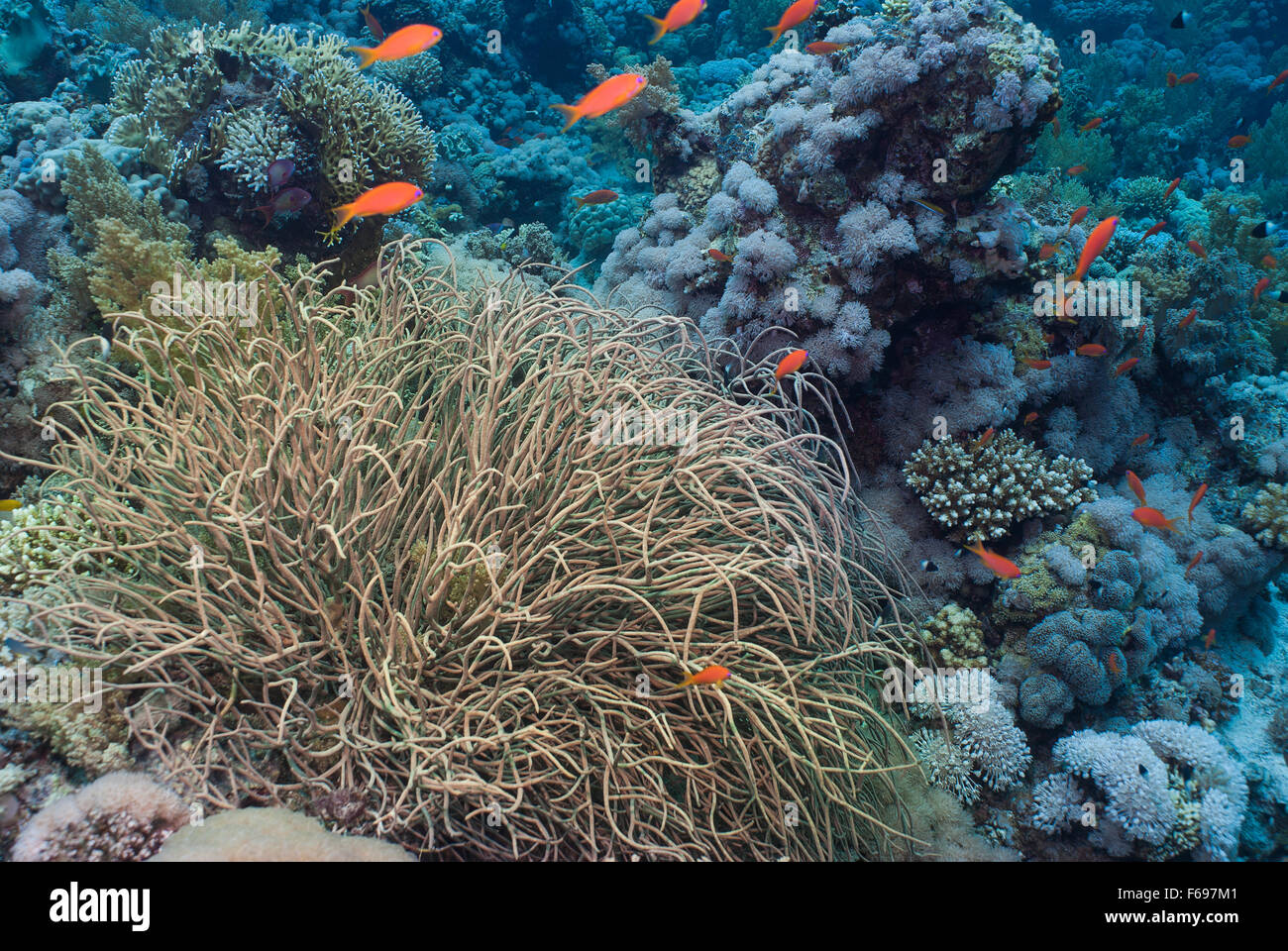 Peitsche Korallen, Elisella SP., Elliselliidae, Sharm el Sheikh, Rotes Meer, Ägypten Stockfoto
