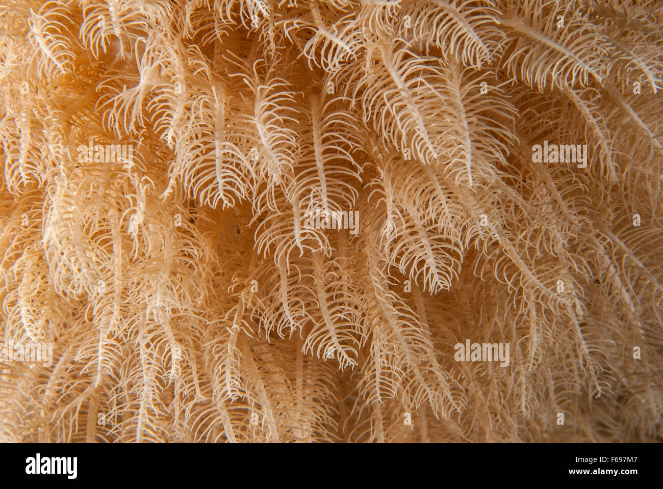 Anthelia SP., Xeriidae, (Octocorallia, Alcyonacea, weiche Koralle, Sharm el-Sheikh, Rotes Meer, Ägypten Stockfoto