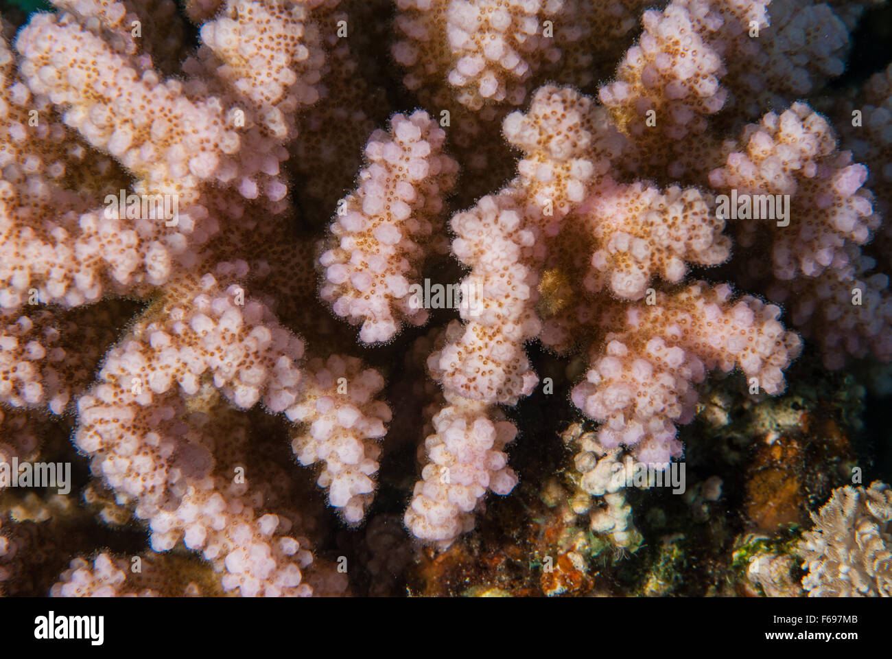 Verzweigte Koralle, Pocillopora verzweigt, Pocilloporidae, Sharm el Sheikh, Rotes Meer, Ägypten Stockfoto