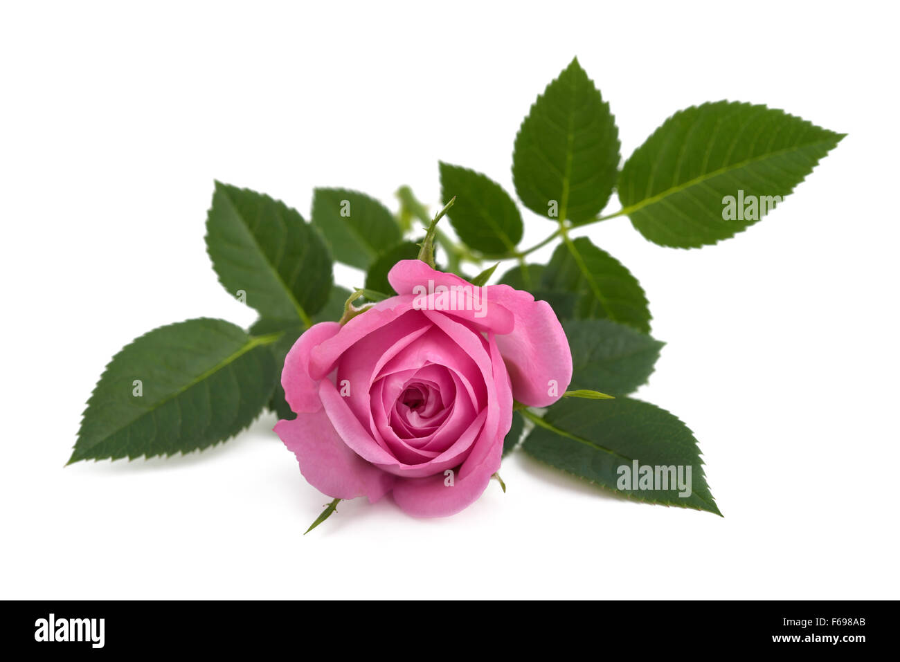 rosa Rose isoliert auf weißem Hintergrund Stockfoto