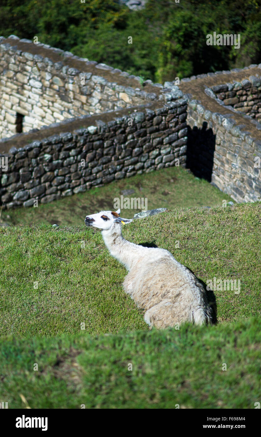 Lama in der Sonne in Machu Picchu, Cusco, Peru Stockfoto