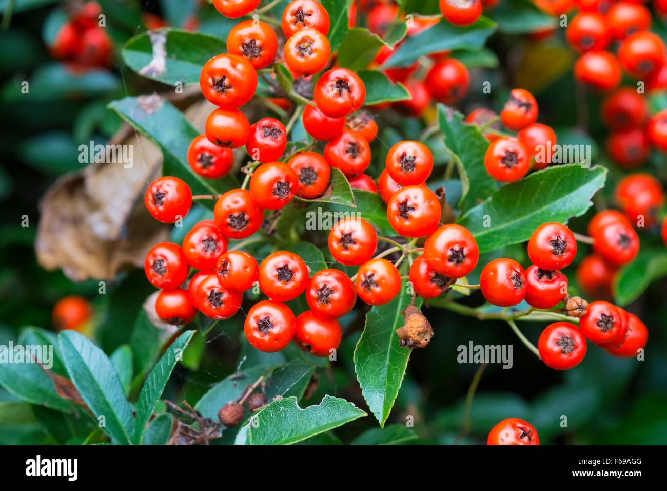 Pyracantha ' Orange Glow - Feuerdorn 'Orange Glow' England UK Stockfoto