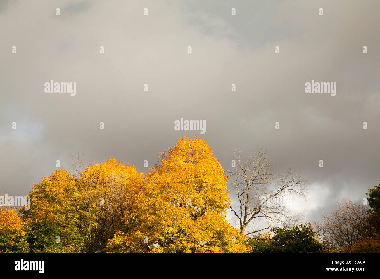 Blick hinauf auf einen schönen Baumbestand im Herbst in New England, mit Sturmwolken sammeln. Stockfoto