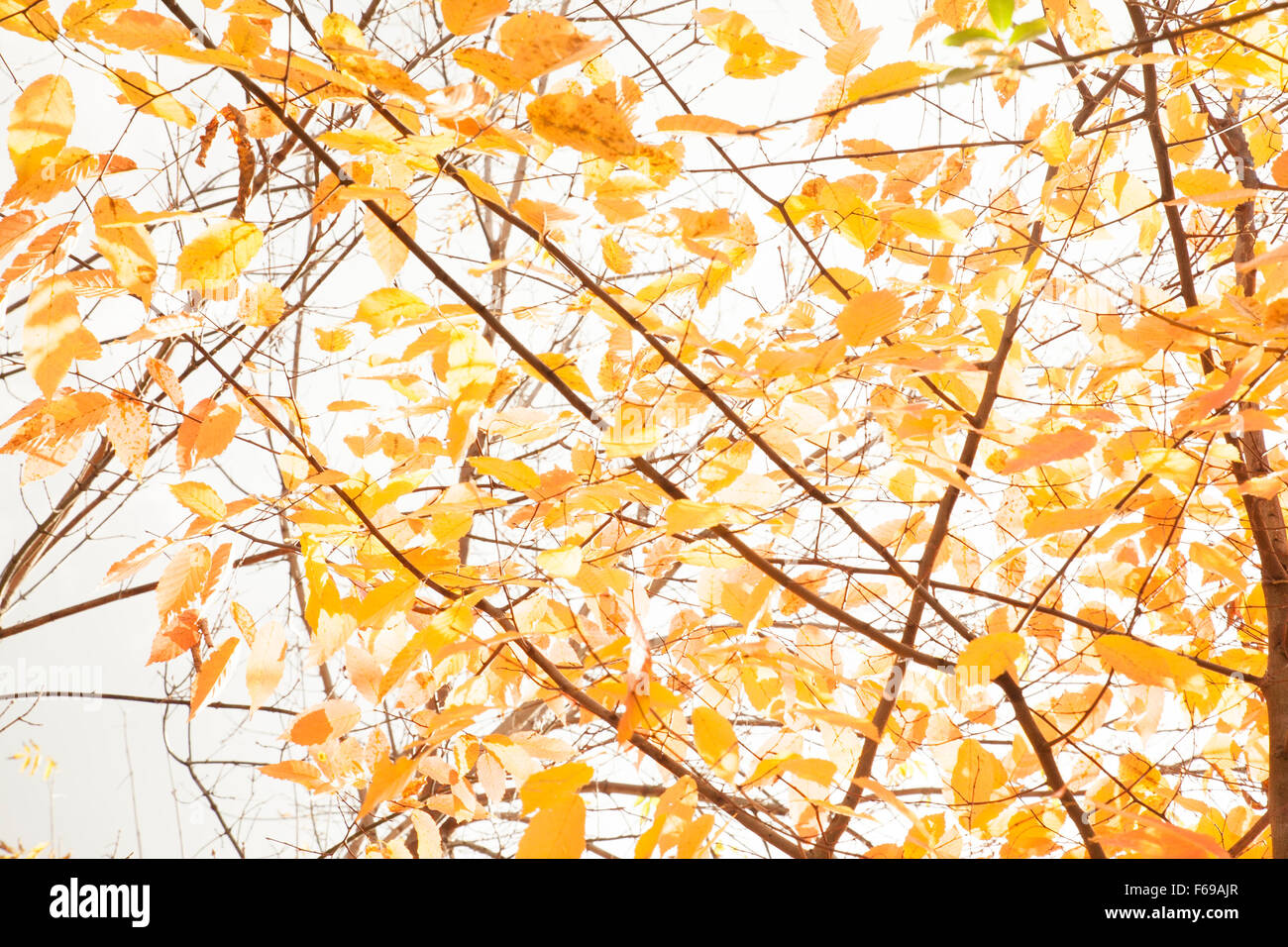 Gelbe Blätter Klammern sich an Äste im Herbst. Stockfoto