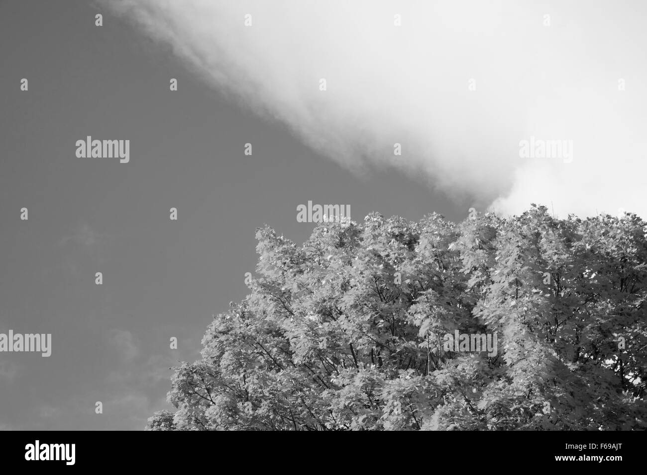 Am oberen Rand ein Ahornbaum mit einer weichen Wolke oben nachschlagen... Stockfoto