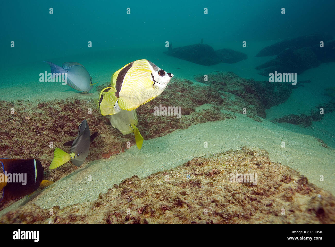 Tropische Fische unter Wasser am Korallenriff von Cabo San Lucas, Mexiko Stockfoto