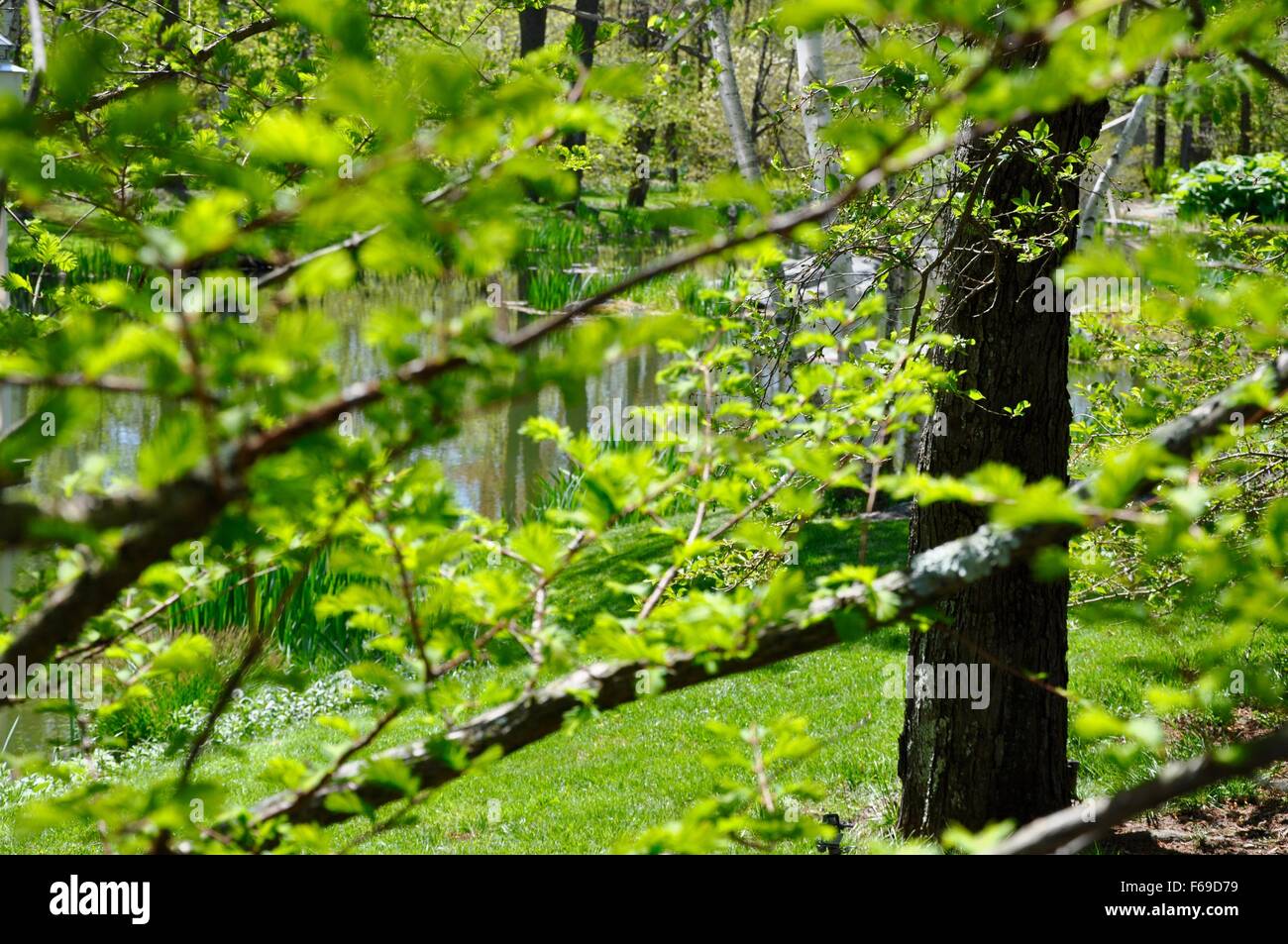 Frühling-Wanderung durch den Wald Stockfoto