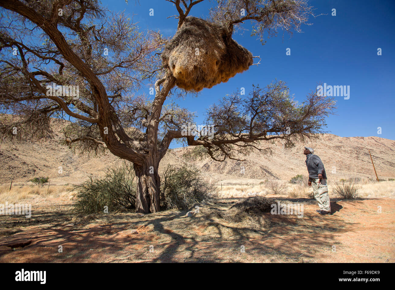 Safari Guide Beobachtung sozialer Weaver Vogelnest, Namibia, Afrika Stockfoto