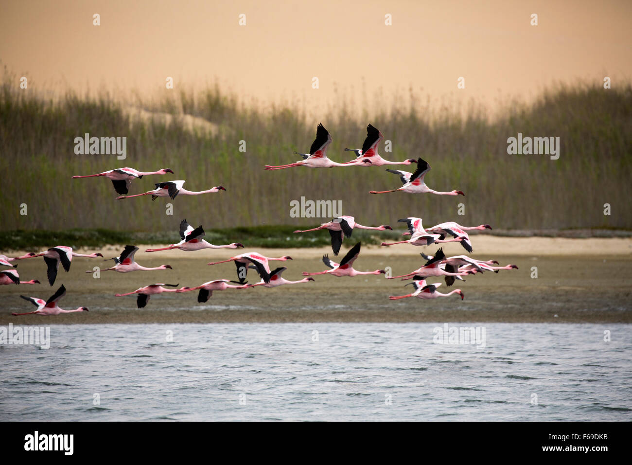 Rosa Flamingos im Flug bei Sandwich Hafen, Namibia, Afrika Stockfoto