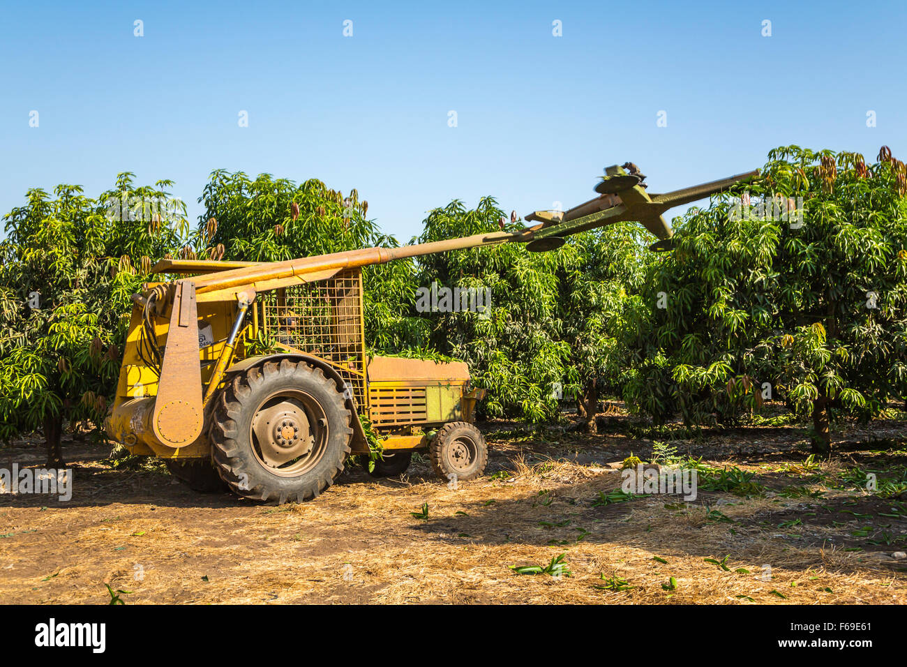 Eine Maschine schneiden und trimmen Mango-Bäume in einem Obstgarten in den Golanhöhen Israel, Nahost. Stockfoto