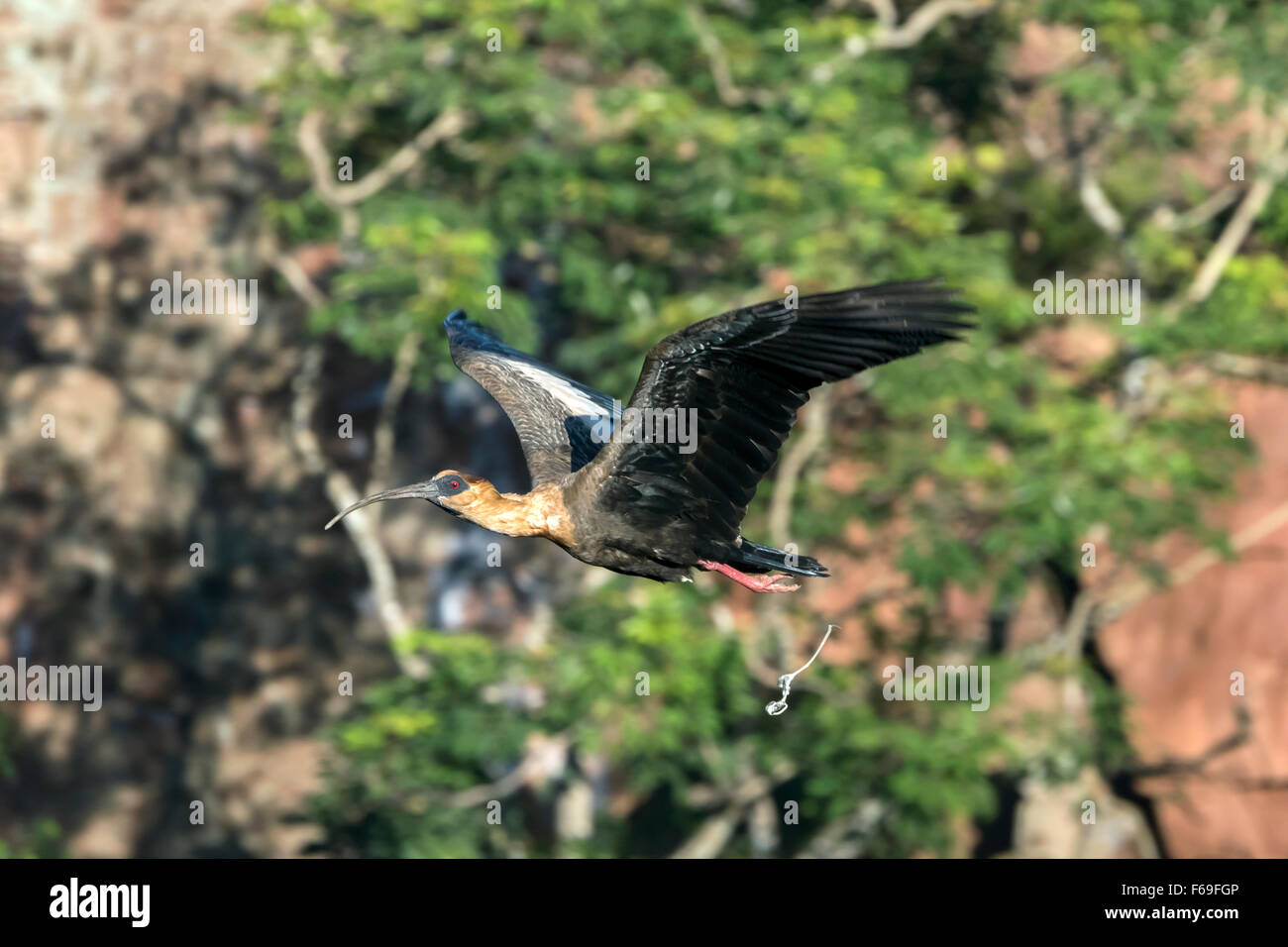 Buff-necked Ibis im Flug, Stuhlgang, Burraco Das Araras, Mato Grosso, Brasilien Stockfoto