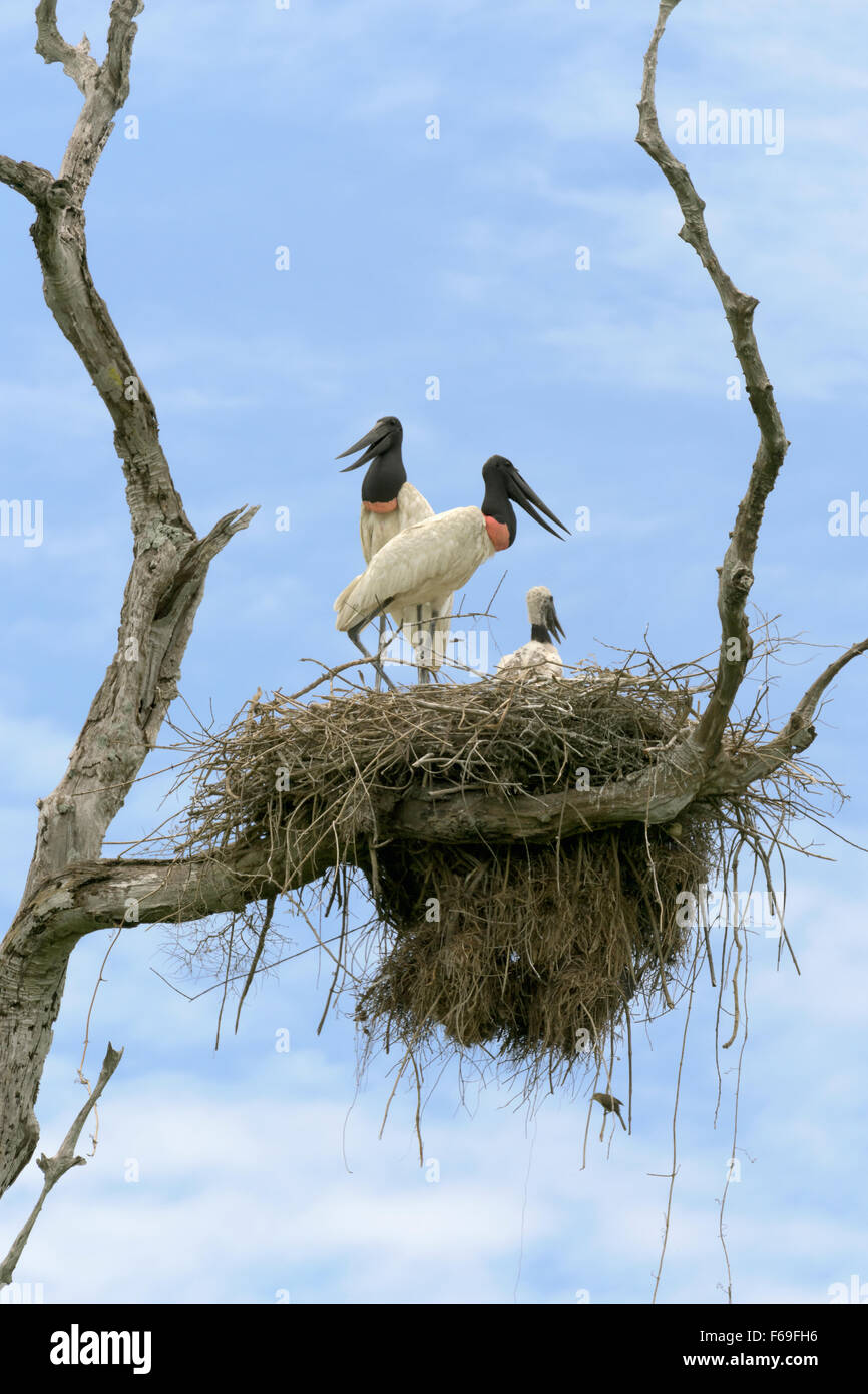 Jabiru Storchenpaar mit einem Küken auf dem Nest, Transpantaneira Hwy, Pantanal, Brasilien Stockfoto