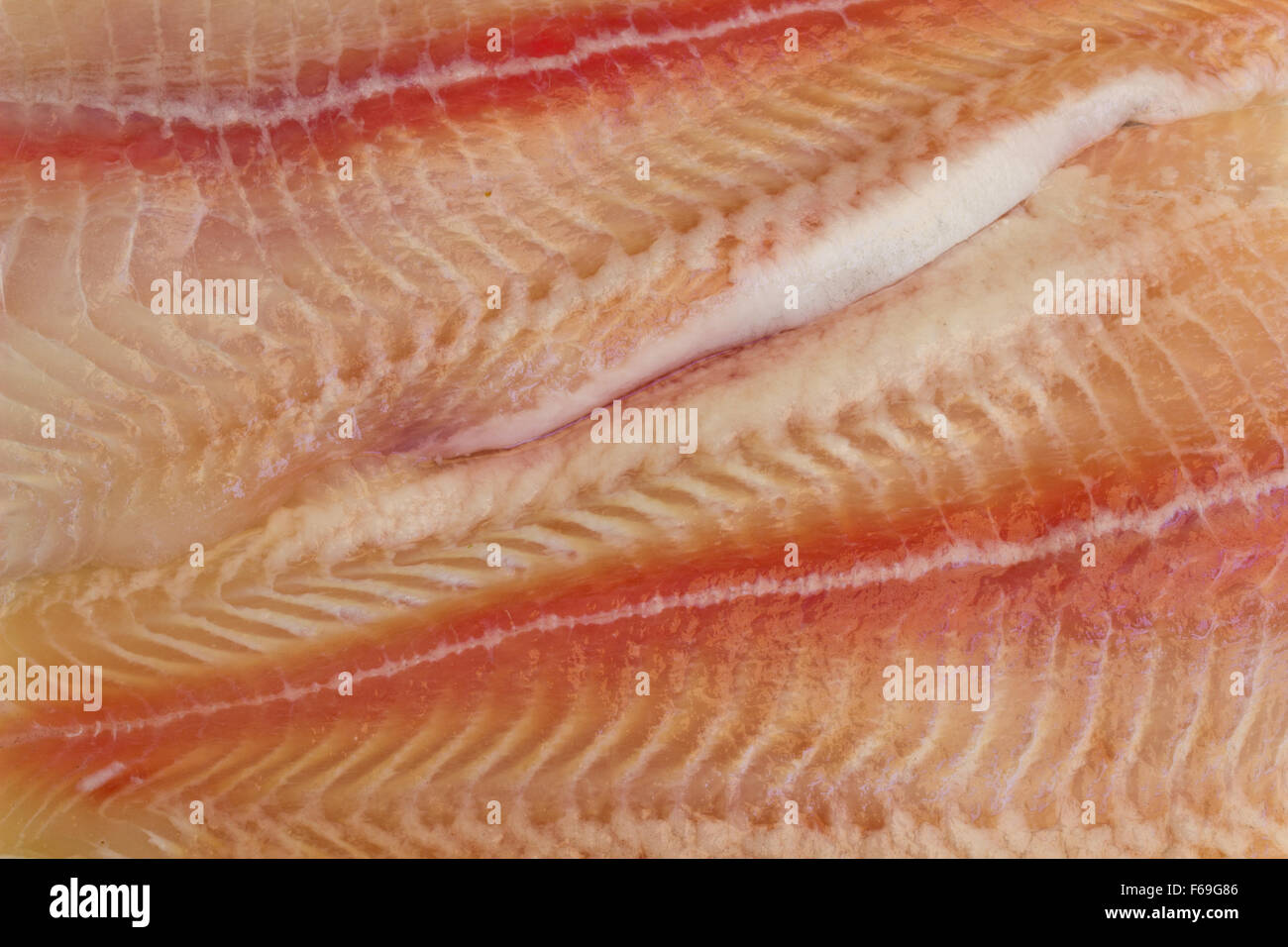 Roher Fischfilet Stockfoto
