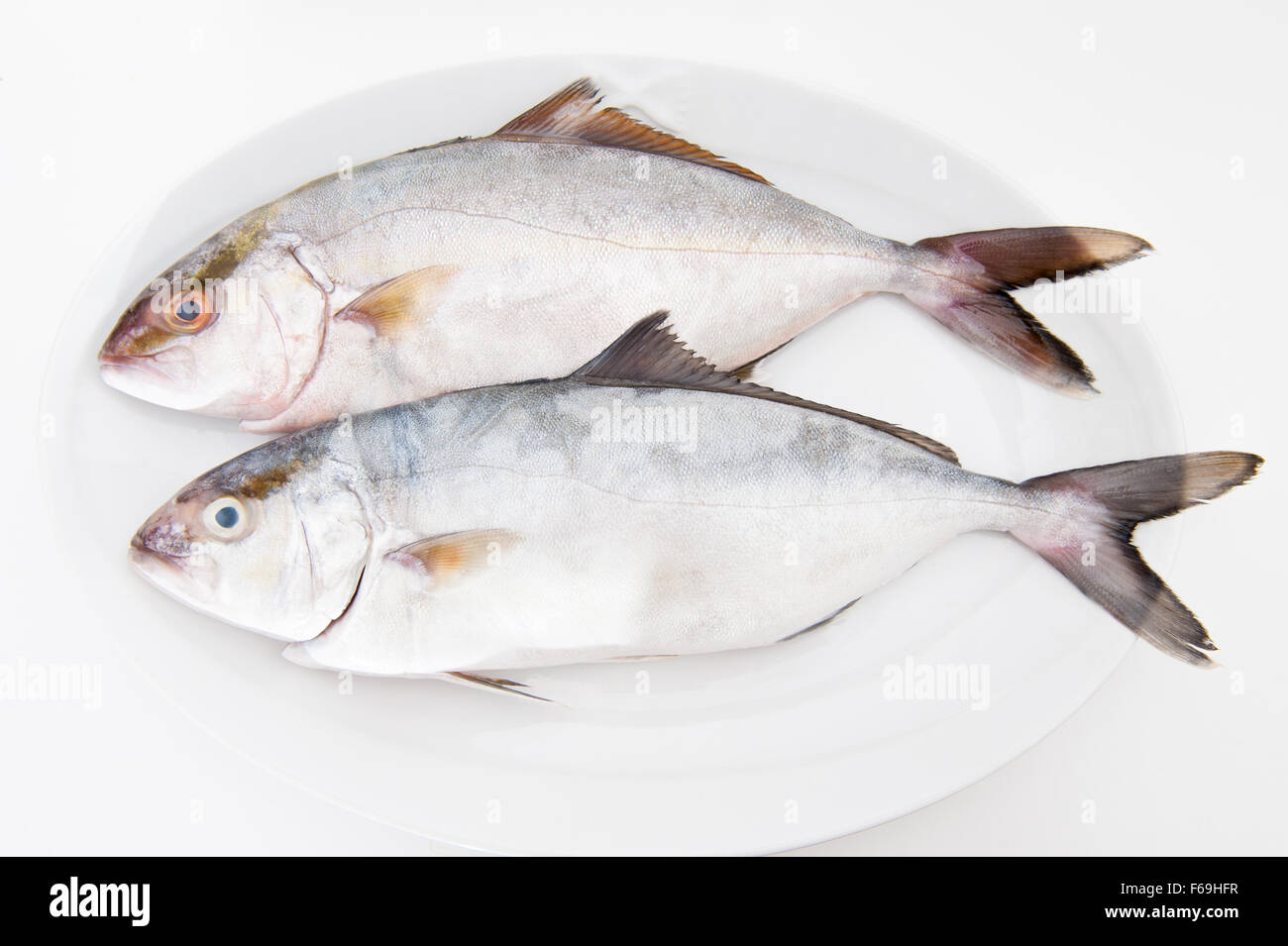 Paar Amberjack Seriola Dumerili Roh und frisch Fische auf Platte auf weißem Hintergrund Stockfoto