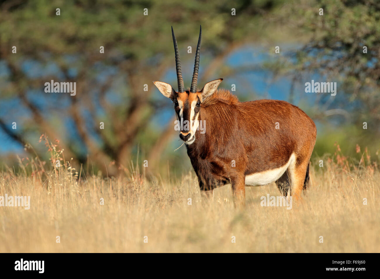 Weibliche Rappenantilope (Hippotragus Niger) im natürlichen Lebensraum, Südafrika Stockfoto