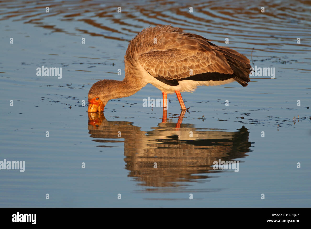 Gelb-billed Storch (Mycteria Ibis) auf Nahrungssuche im flachen Wasser, Südafrika Stockfoto